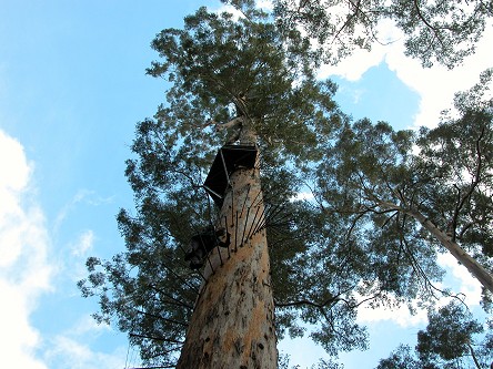 Kay climbing down the Bi-centennial Tree, 65 metres high