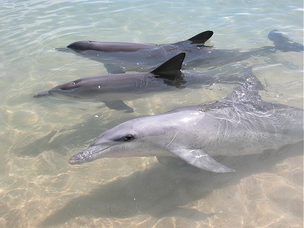 Dolphins swimming close to shore waiting for a feed