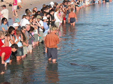 Kay lined up with other tourists to see the dolphin feeding