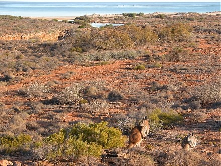 Red Kangaroos Cape Range National Park