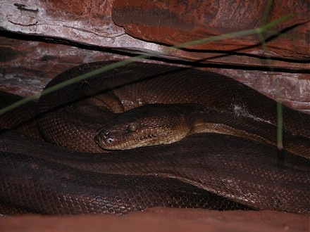 Pilbara Olive Rock Python waiting for the sun to warm him