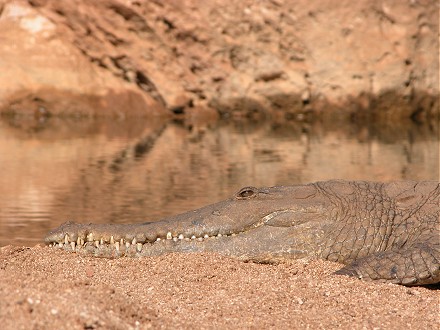 Freshwater crocodile digesting last nights dinner in Windjana Gorge