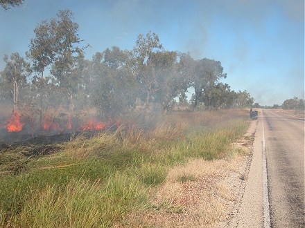 Burning the drying grass to promote fresh green feed