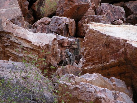 Look closely for the rock wallaby and joey