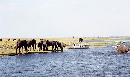 Tourists and elephants in Chobe National Park