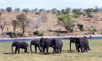 The overpopulation of elephants stripped the trees in the background