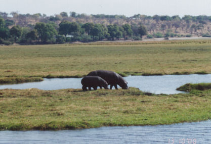 Hippo grazing during the daytime
