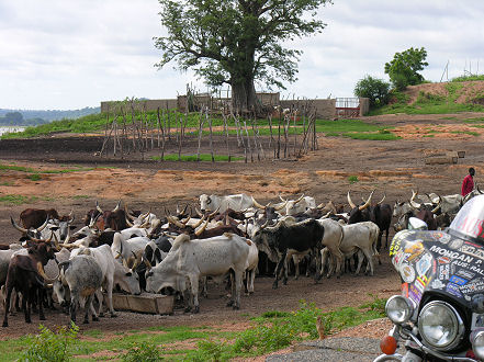 Longhorn cattle feedlotting on cotton seed waste