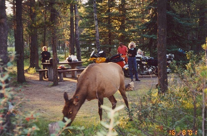 Female elk grazing in the campground