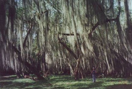 Sphagnum moss, covering the trees