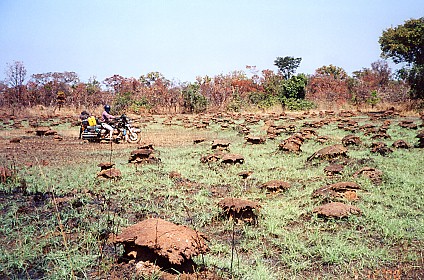 Wet weather termite mounds