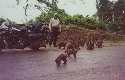 Coati looking for a free handout, waiting roadside