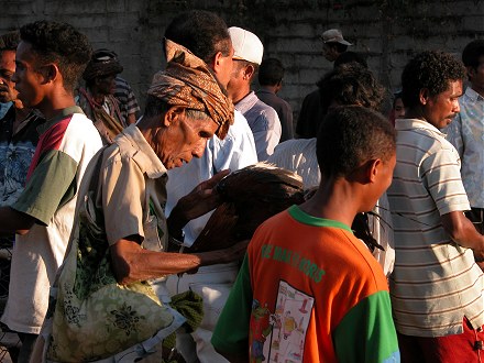 East Timorese man examining his fighting cock for injuries after a fight