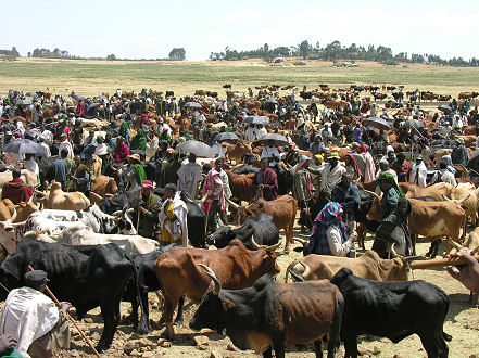 Small town cattle market on the way to Addis Ababa