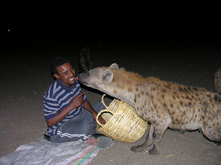 A tradition in Harar to stop hyena attacking stock and children