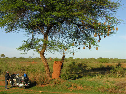 Weaver bird nests and anthills