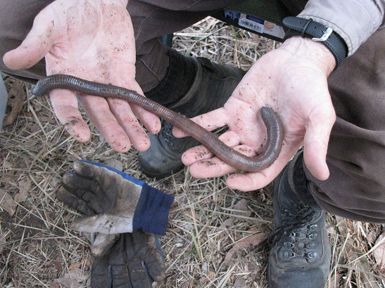 They grow big worms in Queensland