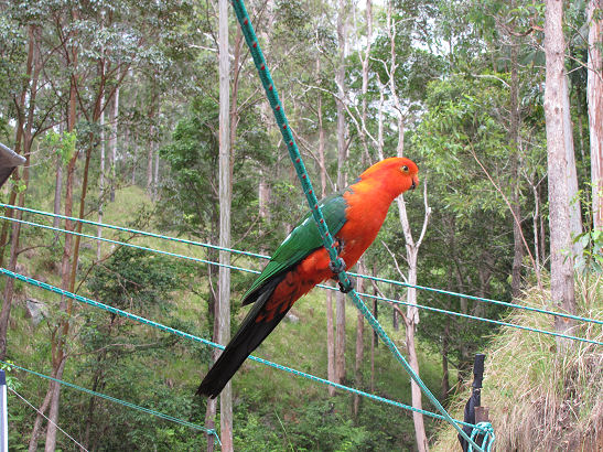 Friendly King Parrot
