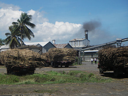 Sugarcane waiting for processing