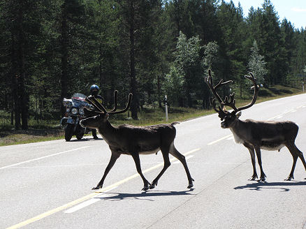 Reindeer on the road