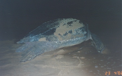 Leatherback turtles coming ashore to lay their eggs