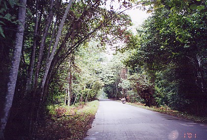 Rainforest covered road, our best in a long while