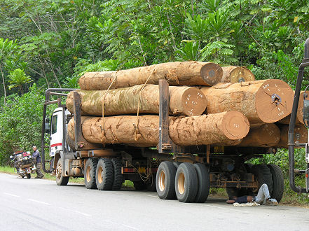 The rainforests of Gabon