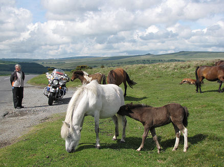 Friendly Dartmoor ponies