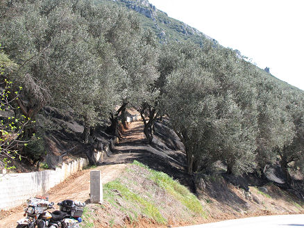 Ground mats out to collect falling olives