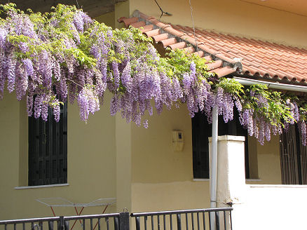 Wisteria in full spring flower