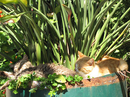 Contented cats sleeping in a monastery garden