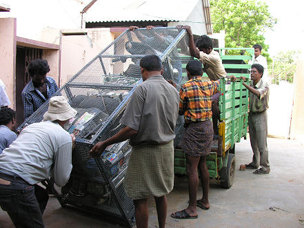 Loading the crated motorcycle onto a threewheeler