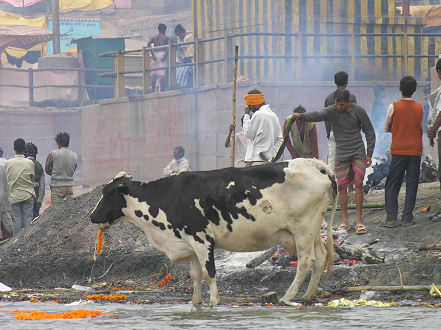 City cow "grazing" on discarded religious flowers at the Varanasi burning ghats