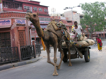 Camel power still functions in Jaipur streets, Rajasthan