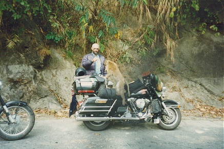 Agressive monkey stole our grapes off the motorcycle