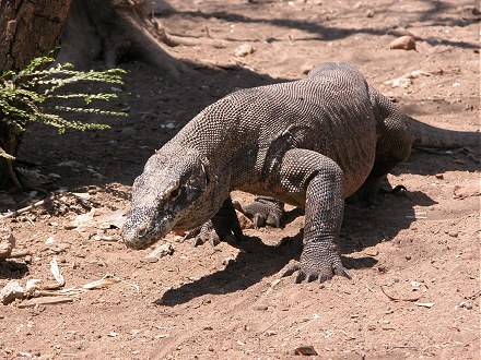 Komodo dragon on Rinca island