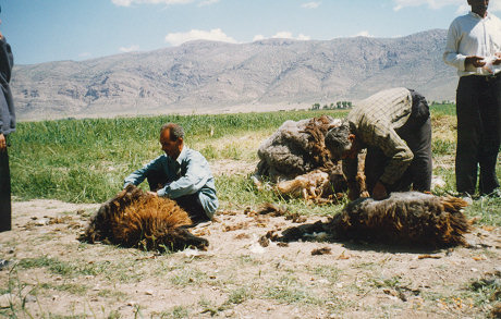 Shearing sheep out in the paddock