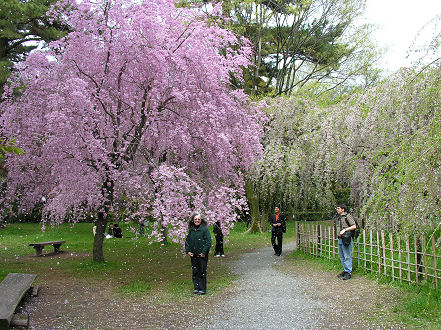 Kay just in time to see the cherry blossom, now snowing