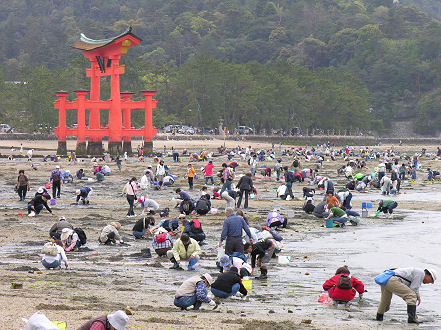 Collecting the bivalve seashells at low tide near the floating Torii in Miyajima