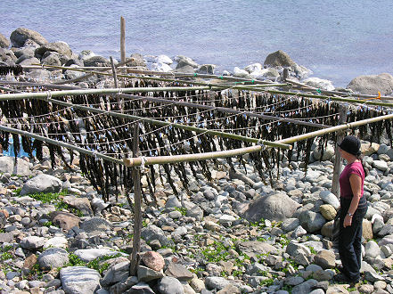 Drying seaweed, a specialty of this coast, famous for its flavour