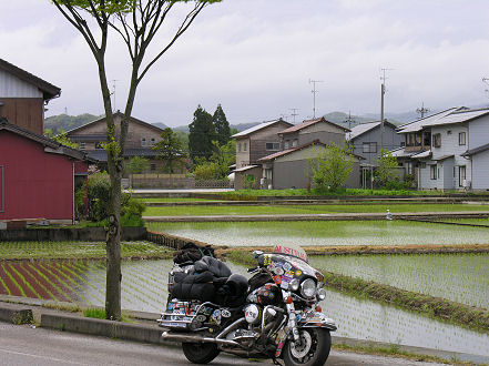 Small rice plots in suburbia