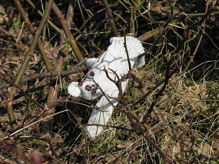 The Japanese white glove, seen worn everywhere, and almost as many discarded like this one