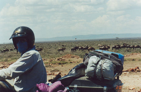 Wildebeest roam the open grasslands outside national parks