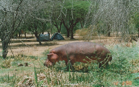 A hippo grazing a little close to our campsite