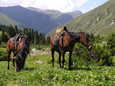 Allowing the horses to graze on meadow pastures while we rest