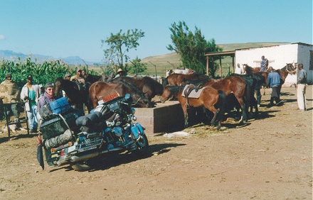 The four legged mounts we explored the mountainous country side here