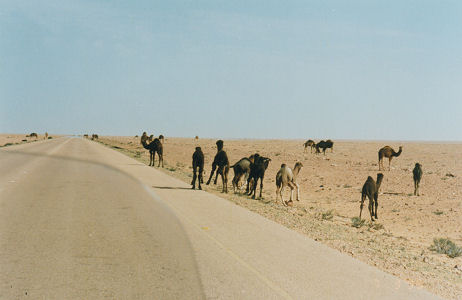 Baby camels run from the motorcycle noise