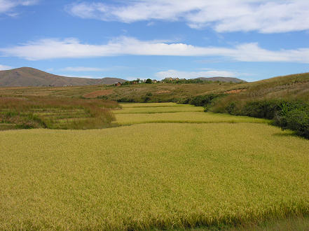 Neat ricefields below a family village