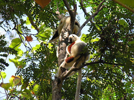 Coquerel's Sifaka at d'Ankarafantsika National Park