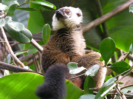 White Fronted Brown Lemur that visited us at our camp in Ivoloina